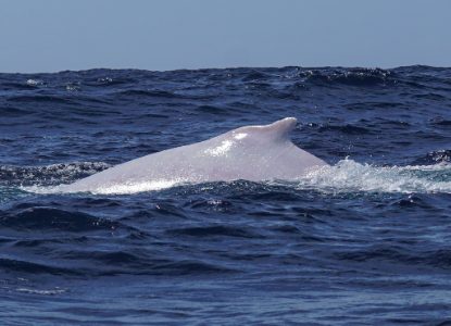 Rarissime chiot de baleine à bosse blanc aperçu à Tonga : les superbes images de la baleine Mãhina 4 Miniature vidéo