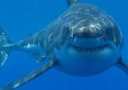 Un requin blanc. Crédit : Hermanus Backpackers