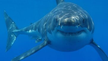 En Sicile, les derniers requins blancs de la Méditerranée : population en danger critique d'extinction 26 Un requin blanc. Crédit : Hermanus Backpackers