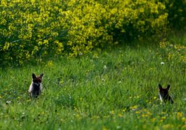 Animal tracking made affordable with $7 Bluetooth beacons, thanks to Apple
