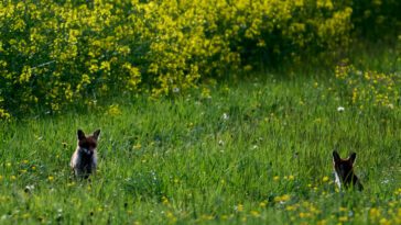 Animal tracking made affordable with $7 Bluetooth beacons, thanks to Apple
