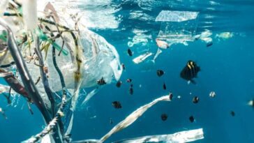 Ce nouveau type de plastique se décompose dans l'océan plus rapidement que le papier lui-même 25 Plastique dans l'eau