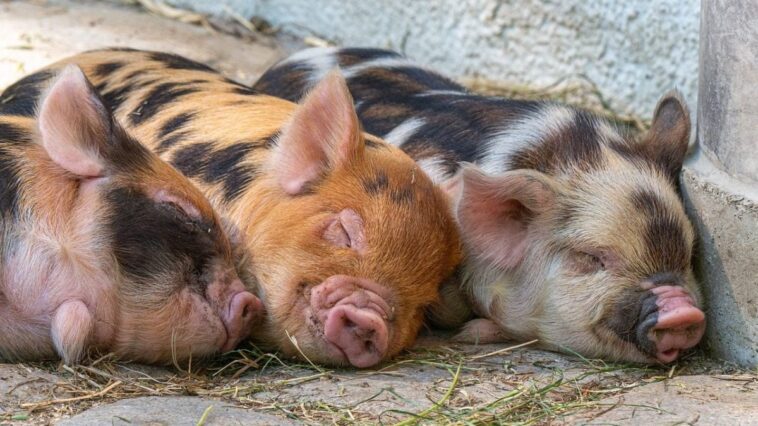 Cerveau de porc réanimé une heure après la mort par arrêt cardiaque : l'expérience controversée 1 Immagine