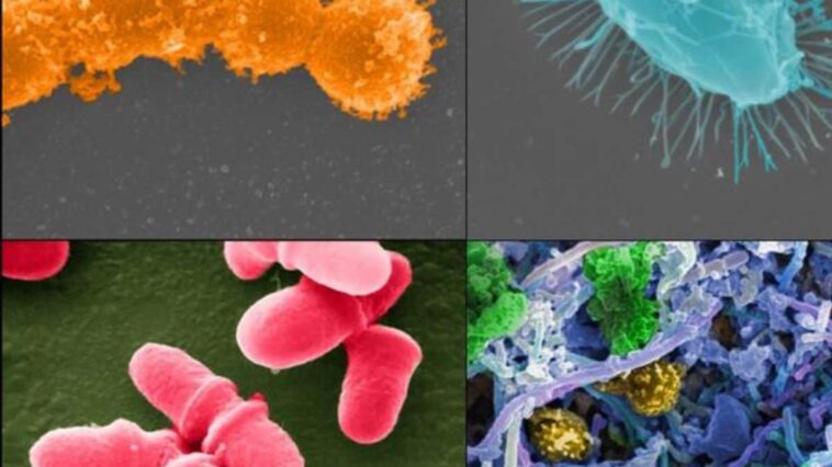Ces micro-organismes trouvés en ville ont appris à résister aux désinfectants : que dit la nouvelle étude 1 EUREKALERT! | Jonathan Bailey, National Human Genome Research Institute, NIH (certains exemples de microbes)