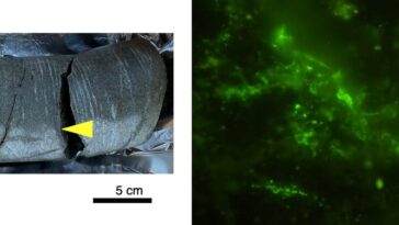 A sinistra il campione di roccia di 2 miliardi di anni in cui sono stati trovati i microbi, a destra le cellule al microscopio colorate con una soluzione verde. Credit: Suzuki / Microbial Ecology