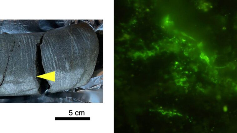 Découverte d'organismes vivants dans une roche de 2 milliards d'années : ils étaient scellés à l'intérieur 1 A sinistra il campione di roccia di 2 miliardi di anni in cui sono stati trovati i microbi, a destra le cellule al microscopio colorate con una soluzione verde. Credit: Suzuki / Microbial Ecology