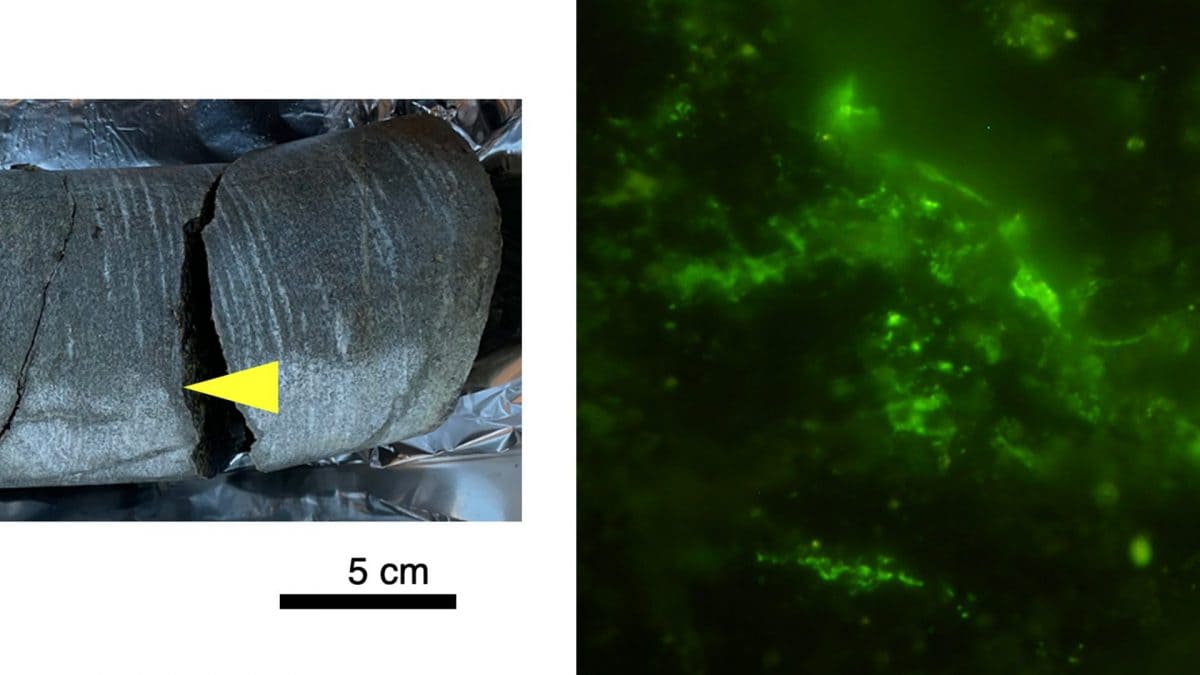 A sinistra il campione di roccia di 2 miliardi di anni in cui sono stati trovati i microbi, a destra le cellule al microscopio colorate con una soluzione verde. Credit: Suzuki / Microbial Ecology