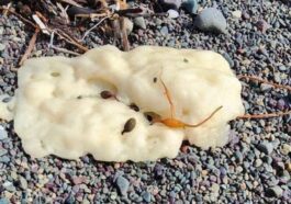 Résolu : le mystère des étranges blobs découverts sur les plages du Canada et leur composition révélée 4 L'une des blobs trouvées sur les plages de Terre-Neuve. Crédit : Philip Grace / Facebook