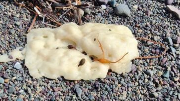 Résolu : le mystère des étranges blobs découverts sur les plages du Canada et leur composition révélée 6 L'une des blobs trouvées sur les plages de Terre-Neuve. Crédit : Philip Grace / Facebook