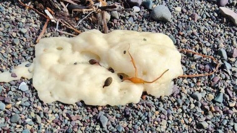 Des blobs mystérieux envahissent les plages du Canada : “Ce n'est pas un matériau biologique, ni un biocarburant” 1 L'une des blobs trouvées sur les plages de Terre-Neuve. Crédit : Philip Grace / Facebook