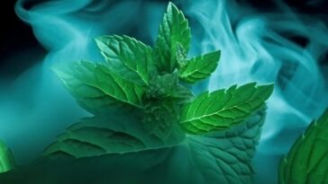 Des chercheurs révèlent un lien surprenant entre le menthol et la maladie d'Alzheimer 13 Cientistas descobrem relação entre o mentol e a doença Alzheimer