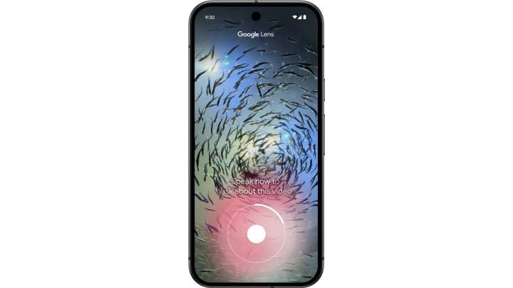 Google Lens analysant une vidéo d'un banc de poissons.
