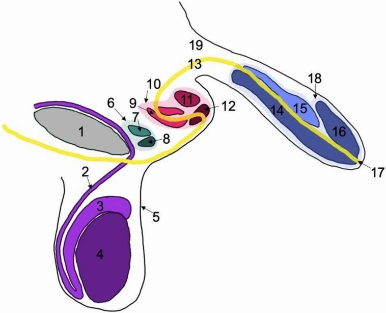 Homme avec trois pénis découvert par hasard au Royaume-Unis : c'est seulement le deuxième cas de triphallie connu à la science 1 Le schéma des trois peni trouvés chez l'homme de 78 ans. En vert et rouge les deux peni supplémentaires, en jaune le trajet de l'urètre. Crédit: Buchanan et al./ Journal of Medical Case Reports