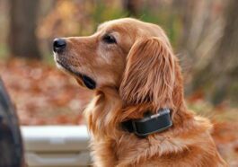 Ils ont inventé une laisse virtuelle qui fonctionne de manière surprenante. Fini les enchevêtrements avec votre chien