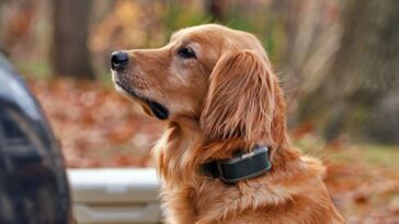 Ils ont inventé une laisse virtuelle qui fonctionne de manière surprenante. Fini les enchevêtrements avec votre chien 28 Ils ont inventé une laisse virtuelle qui fonctionne de manière surprenante. Fini les enchevêtrements avec votre chien