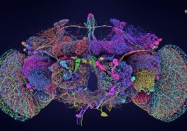 La réseau neural du cerveau de Drosophila melanogaster / Crédit : Tyler Sloan pour FlyWire, Princeton University