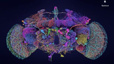 La réseau neural du cerveau de Drosophila melanogaster / Crédit : Tyler Sloan pour FlyWire, Princeton University