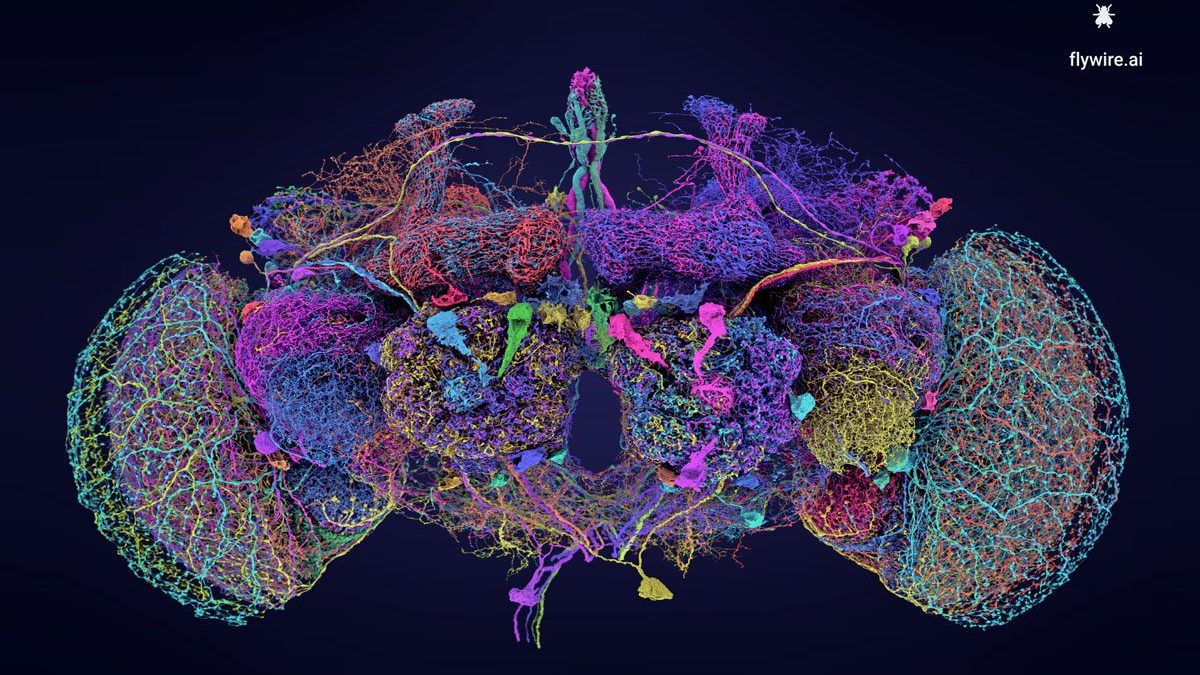 Le cerveau comme sur Google Maps, la carte du réseau neuronal qui peut nous aider à comprendre comment il fonctionne 2 La réseau neural du cerveau de Drosophila melanogaster / Crédit : Tyler Sloan pour FlyWire, Princeton University