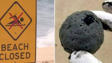Résolu le mystère des boules noires à Sydney : ce n'est pas du goudron, mais quelque chose de bien plus répugnant 16 Image