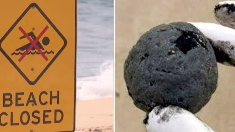 Résolu le mystère des boules noires à Sydney : ce n'est pas du goudron, mais quelque chose de bien plus répugnant 1 Image