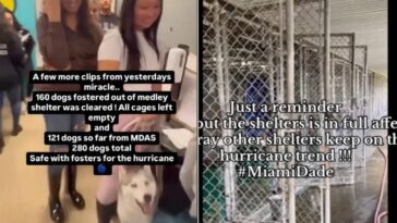 Les chiens frappés par l'ouragan Milton : un groupe de bénévoles a trouvé un moyen de les sauver 6 Immagine