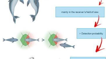 Les dauphins échangent l'expression faciale à bouche ouverte lorsqu'ils sont dans le champ visuel de leur compagnon de jeu / Crédit : Maglieri V. et al., iScience 2024