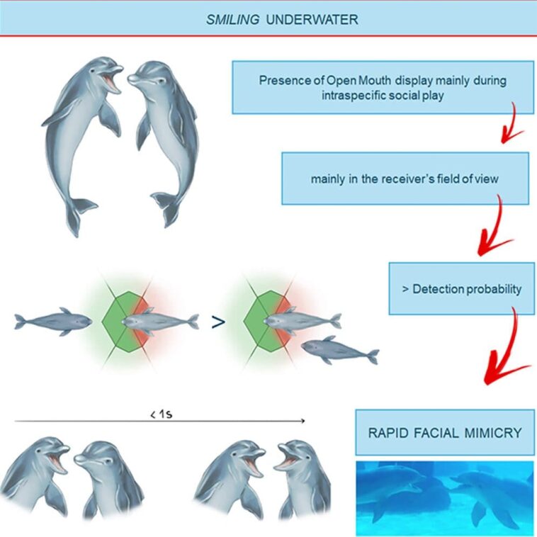 Les dauphins se "sourient" mutuellement en jouant : l'étude italienne sur les expressions faciales des tursiops 1 Les dauphins échangent l'expression faciale à bouche ouverte lorsqu'ils sont dans le champ visuel de leur compagnon de jeu / Crédit : Maglieri V. et al., iScience 2024