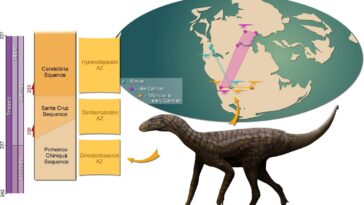 Les restes d'un silesauridé découverts au Brésil : est-ce un dinosaure ancestral ou un ancien parent d'eux 2 Credit: Gondwana Research