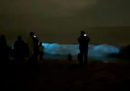 Magnifiques vagues bioluminescentes apparues en Californie : pourquoi deviennent-elles bleu électrique 8 Vagues bioluminescentes. Crédit : Orange County Outdoors / Capture d'écran Instagram