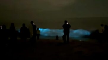 Magnifiques vagues bioluminescentes apparues en Californie : pourquoi deviennent-elles bleu électrique 12 Vagues bioluminescentes. Crédit : Orange County Outdoors / Capture d'écran Instagram