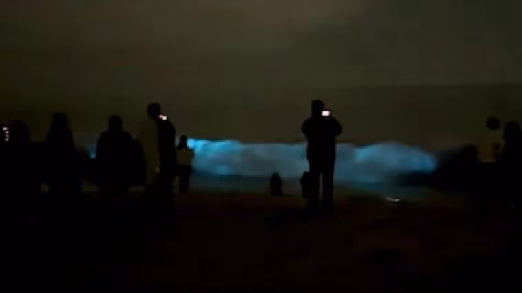 Magnifiques vagues bioluminescentes apparues en Californie : pourquoi deviennent-elles bleu électrique 1 Vagues bioluminescentes. Crédit : Orange County Outdoors / Capture d'écran Instagram