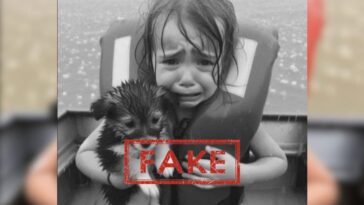 Ouragan Milton, pas tout ce que nous voyons est vrai : l'histoire de la petite fille qui pleure avec le chien 8 Immagine