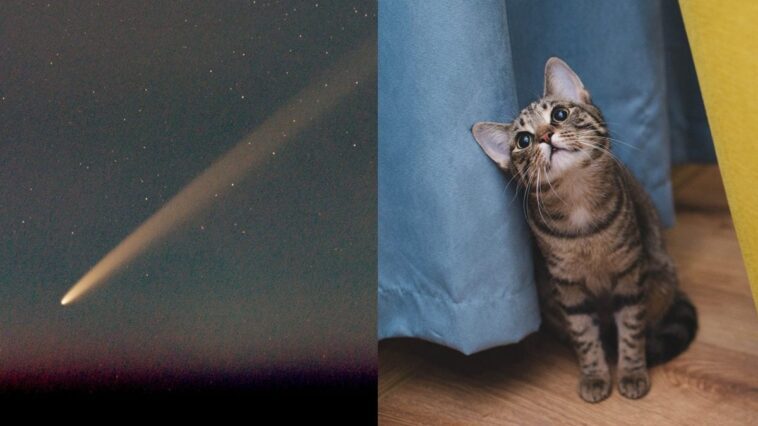 Pourquoi C/2023 A3 est-elle appelée “comète du siècle” et quel lien y a-t-il entre les chats et ces objets célestes 1 À gauche, la comète C/2023 A3 (Tsuchinshan-ATLAS). Crédit : C messier / Wikipedia