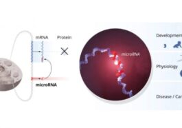 Pourquoi Victor Ambros et Gary Ruvkun ont remporté le Prix Nobel de Médecine : qu'est-ce que le microRNA 67 LE PRIX NOBEL | Image du communiqué officiel de l'attribution du prix