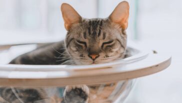 Pourquoi les chats réussissent à entrer partout : selon une étude, ils ne sont pas vraiment solides 12 Image