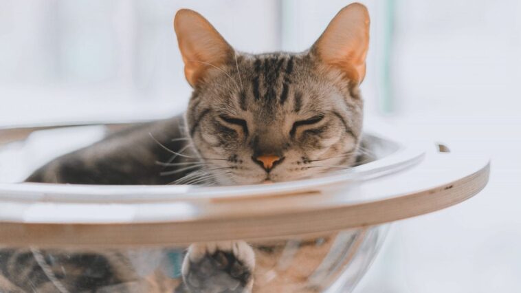 Pourquoi les chats réussissent à entrer partout : selon une étude, ils ne sont pas vraiment solides 1 Image