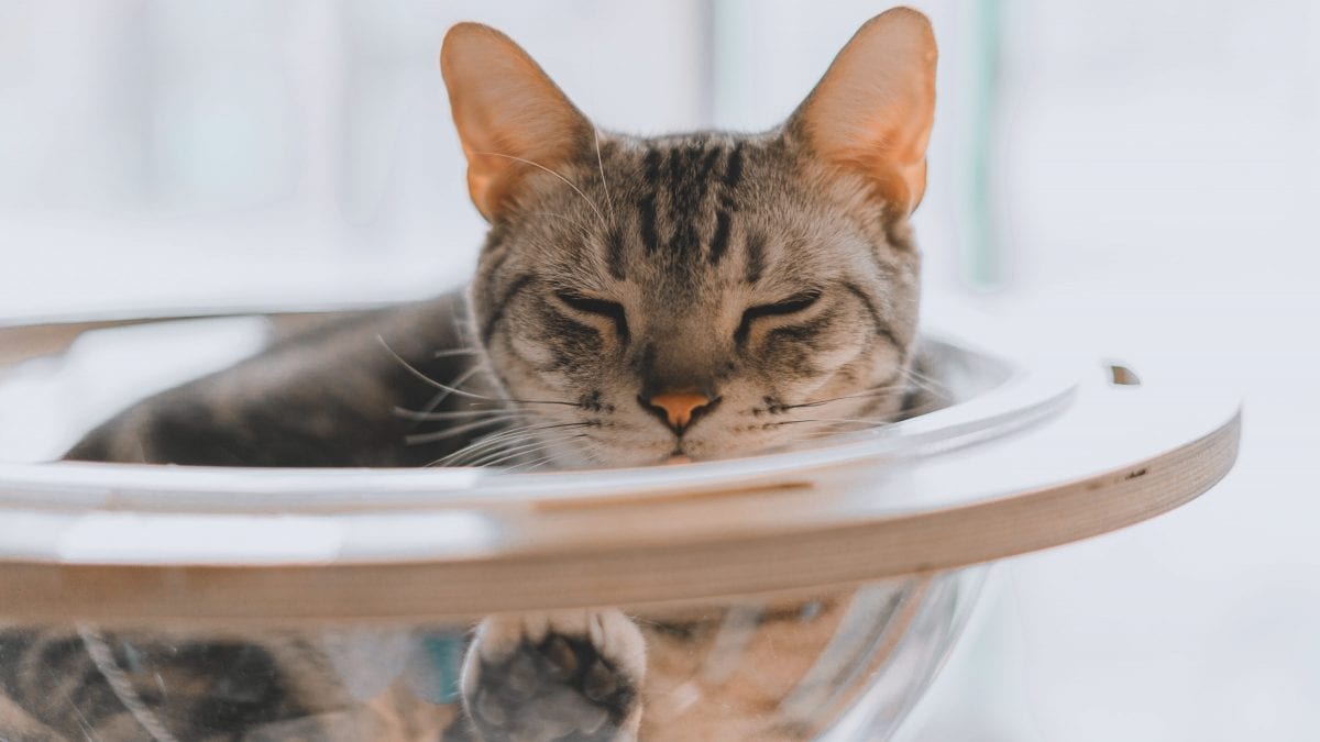 Pourquoi les chats réussissent à entrer partout : selon une étude, ils ne sont pas vraiment solides 2 Image