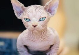 Pourquoi vous ne devez pas acheter le bullycat, le nouveau chat sans poils qui ressemble à un bulldog 25 Un bullycat, un chat mutant de race sélectionnée né d'un croisement intentionnel entre les mutants de la race sphynx (le chat sans poils) et munchkin (le chat aux pattes courtes) / PhotoCredit: Facebook/@Bullycats