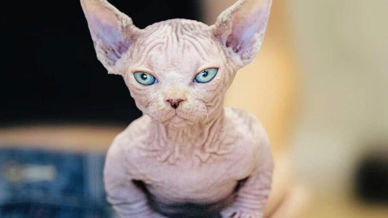 Pourquoi vous ne devez pas acheter le bullycat, le nouveau chat sans poils qui ressemble à un bulldog 1 Un bullycat, un chat mutant de race sélectionnée né d'un croisement intentionnel entre les mutants de la race sphynx (le chat sans poils) et munchkin (le chat aux pattes courtes) / PhotoCredit: Facebook/@Bullycats