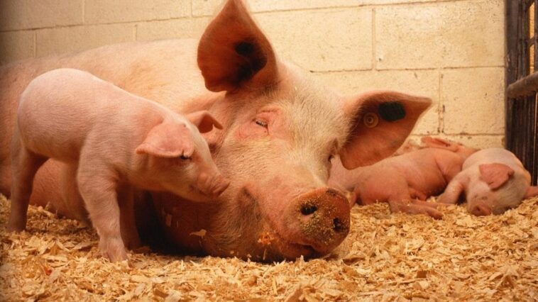 Premier cas positif de grippe aviaire H5N1 chez un cochon aux USA : une nouvelle pandémie n'est qu'une question de temps 1 Immagine
