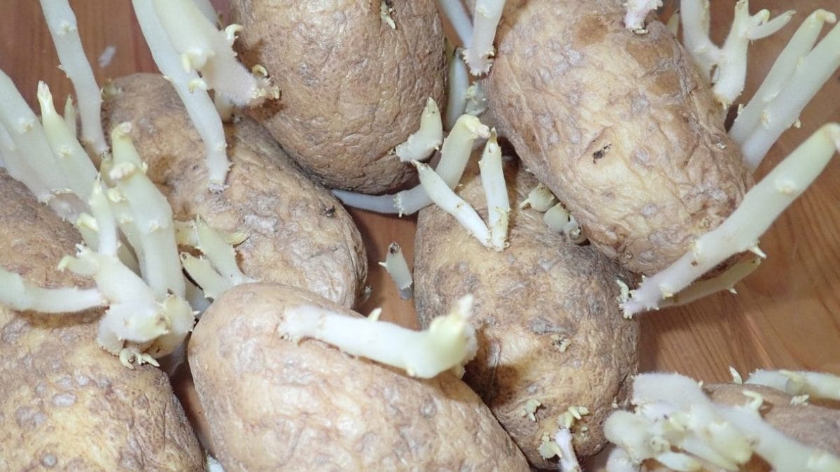 Que se passe-t-il si vous mangez des pommes de terre germées (et pourquoi il vaut mieux les éviter) 2 Les pommes de terre avec de nombreux germes (comme celles de la photo) contiennent de niveaux élevés de solanine, une substance qui peut provoquer un empoisonnement lorsqu'elle est ingérée en grandes quantités