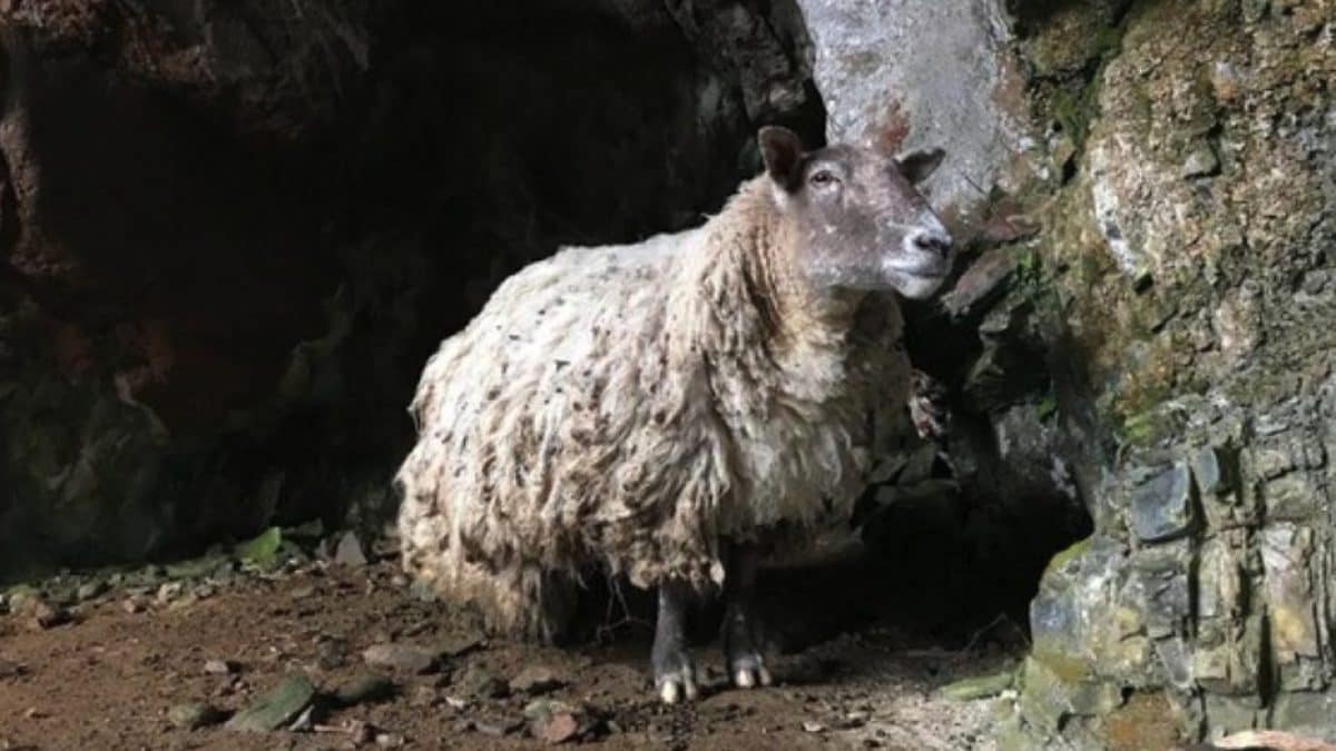 Qu'est devenu la brebis la plus seule de Grande-Bretagne : “Elle avait oublié d'être un animal” 2 Immagine