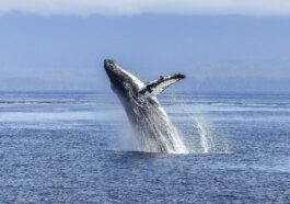 Rarissime chiot de baleine à bosse blanc aperçu à Tonga : les superbes images de la baleine Mãhina 73 Une baleine à bosse en saut