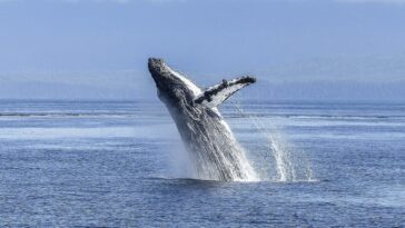 Rarissime chiot de baleine à bosse blanc aperçu à Tonga : les superbes images de la baleine Mãhina 18 Une baleine à bosse en saut