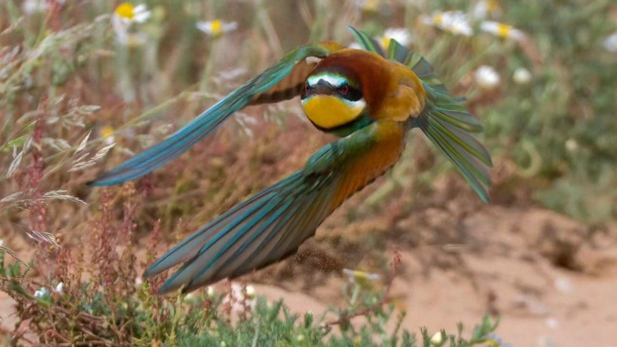 Si les oiseaux te paraissent agités en ce moment, ne t'étonne pas : c'est la Zugunruhe 2 Un guêpier en vol. Crédit : Andrea Centini