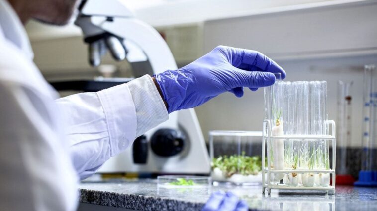 Un composé naturel dérivé d'un champignon des plantes peut éliminer le cancer du côlon sans effets secondaires 1 Immagine