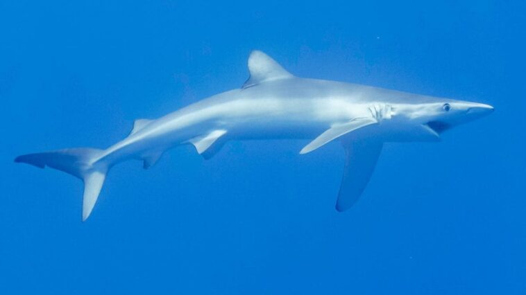 Un requin transpercé à la tête par un espadon survit à la blessure : c'est le premier cas connu 1 Immagine