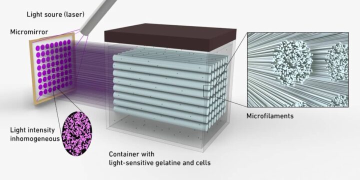 Un muscle créé en laboratoire fait croître des tissus humains réels pour remplacer les tests sur les rats 4 Les microfilaments sont créés parce que la lumière laser n'est pas homogène. (Image : Liu H et al. Advanced Materials 2022, CC-BY 4.0)