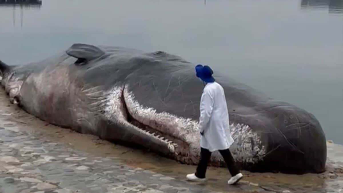 Pourquoi à Bakou un cachalot échoué sur la plage représente un spectacle sinistre en marge de la COP29 2 Le cachalot échoué sur la promenade de Baku, en Azerbaïdjan, est une installation du Captain Boomer Collective, le collectif belge qui a décidé d'apporter l'œuvre dans la capitale azerbaïdjanaise à l'occasion de la COP29 / Crédit : X/@EnvironmentDave