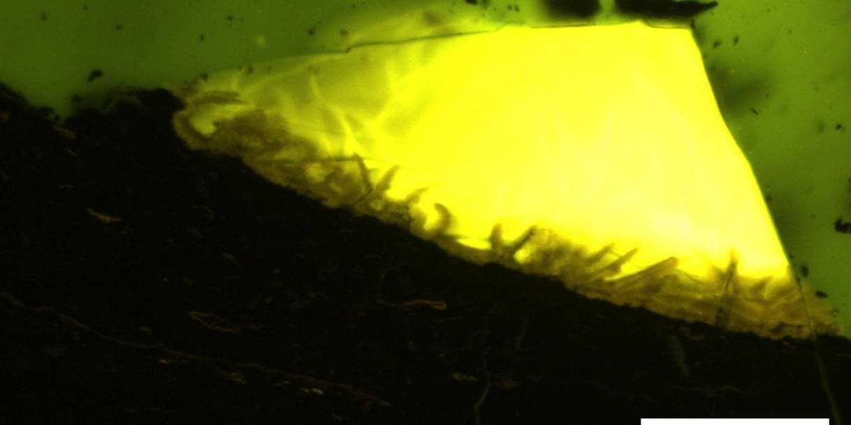Ambre découvert en Antarctique pour la première fois : des forêts marécageuses comme en Nouvelle-Zélande 4 Les fragments présumés de cortex dans l'ambre antarctique. Crédit : Johann P. Klages